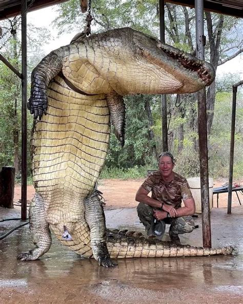 hermes eaten by crocodile